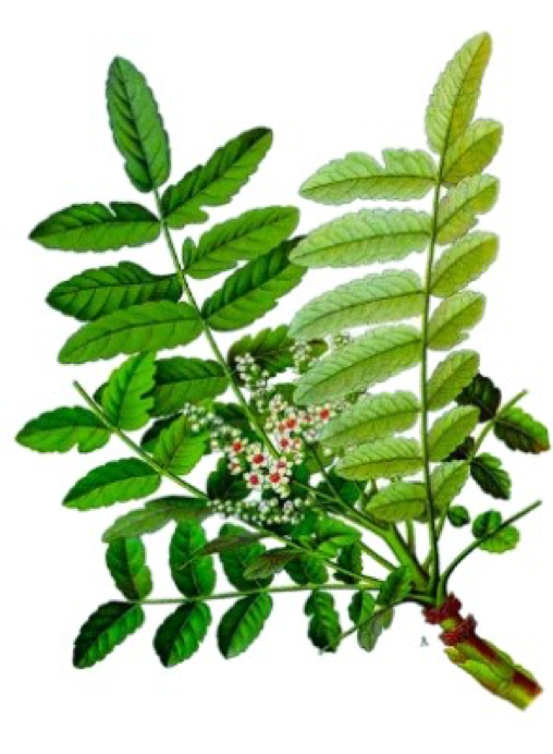 Boswellia serrata plant